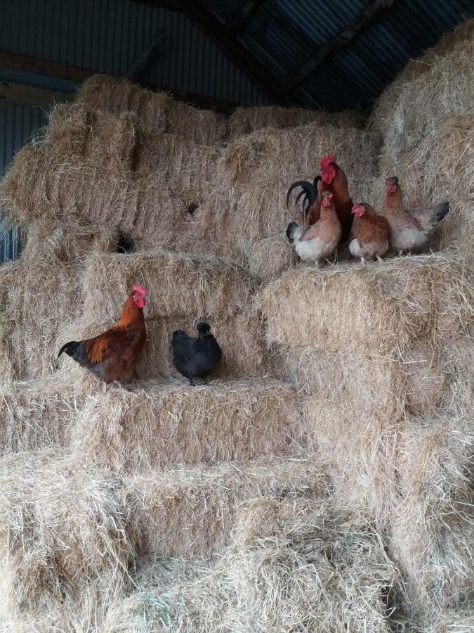 Farm stay Conwy Pen Cefn Farm