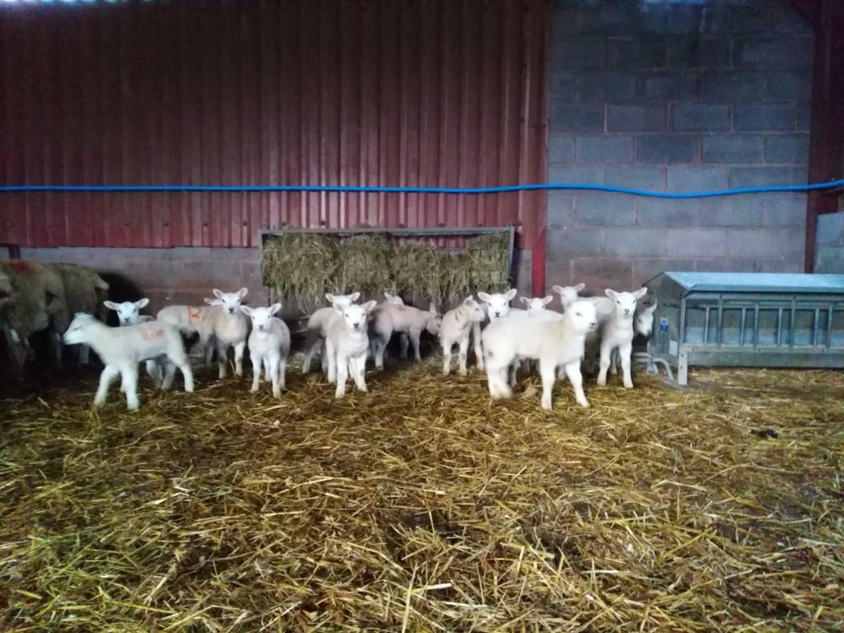 Farm stay Conwy Pen Cefn Farm Abergele